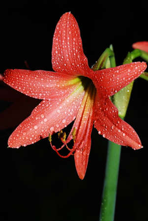 Flower garden behind the house.の写真素材