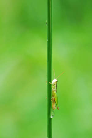 Grasshopperの写真素材