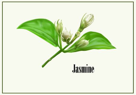 Jasmine flower icon vector illustration.のイラスト素材
