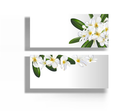 Plumeria banner card vector illustrationのイラスト素材