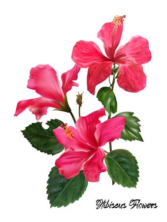 Hibiscus flower vectorのイラスト素材