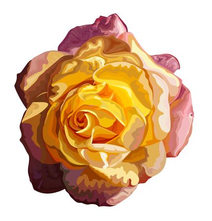 Yellow single rose vector illustrationのイラスト素材