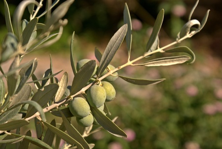 olive tree branch with fresh olivesの写真素材