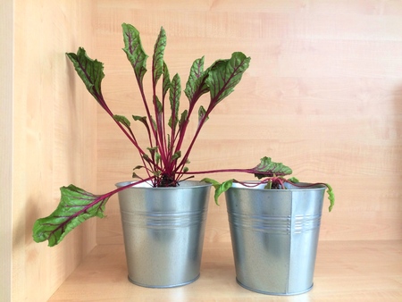 Beech wood shelf with 2 beet pots. One healthy growing and another wilted and decayed. Small decorative metal cubes. La Remolacha Building Saragossa.の写真素材