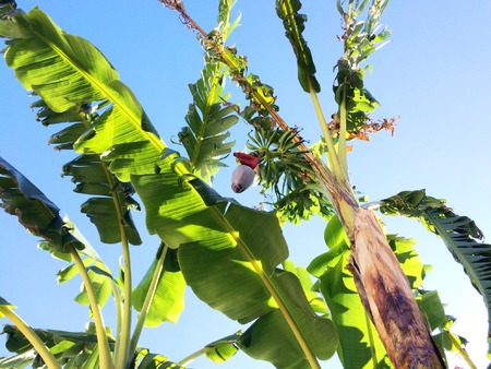 Palmera large leaves, cultivation of bananas, banana, exemplary Musa X Paradisiaca. Sun half day. Contrapicado. True stem and mother stem, green cluster, closed flower, bud, new branches.の写真素材