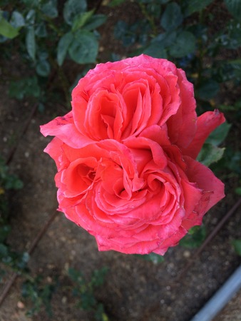 Rosa open. Coral pink color, double corolla, quartered form, very full, more than 40 petals, hybridization. Contrapicado. Drip irrigation system. Parque Oriente, Rosaleda. Madrid.の写真素材