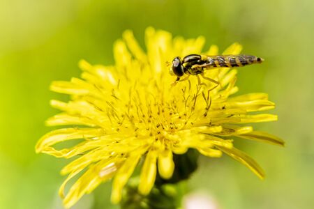 Bees on a beautiful yellow flower pollinating, macro photographyの写真素材