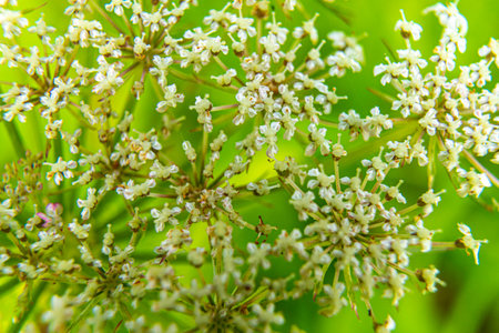 Small white flowers in the spring in the bush