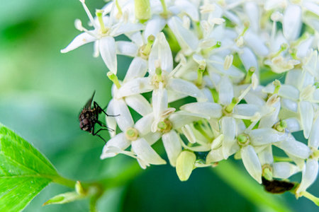 Small white flowers in spring in the bush with an insect
