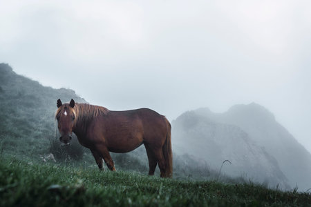 A free brown horse on the cloudy peak of the Peñas de Aya mountain or also called Aiako Harria,...