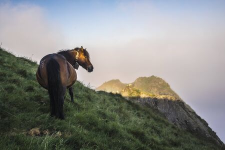 Dawn light on the face of a horse on the top of the Peñas de Aya mountain or also called Aiako Harria, Oiartzun. Gipuzkoa Province of the Basque Countryの写真素材