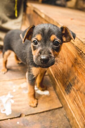 Monte Ulia in the city of San Sebastián, Basque Country. Visit the hidden cove of the city called Illurgita Senadia or Illurgita Senotia. A small puppy dog in the bushの写真素材