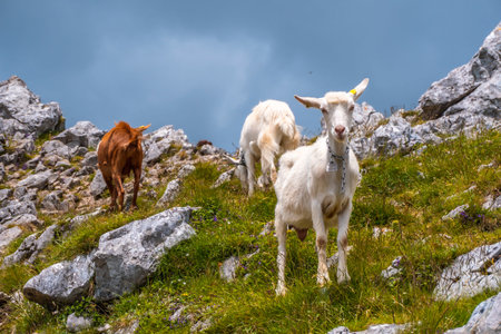 Mount Aizkorri 1523 meters, the highest in Guipuzcoa. Basque Country. Ascent through San Adrian and...
