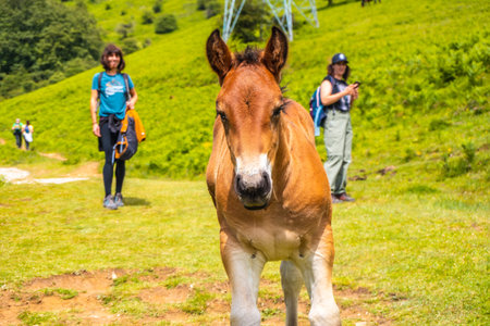 Two young men looking at a small horse. Mount Aizkorri 1523 meters, the highest in Guipuzcoa. Basque Country. Ascent through San Adrian and return through the Oltza fieldsの写真素材