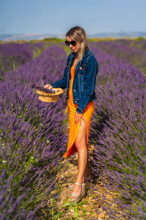 Rural lifestyle, young blonde caucasian woman in denim jacket and orange dress, in a lavender field with her purple flower in Olite. Navarra, Spain. Picking purple flowersの写真素材
