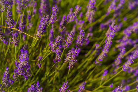 Beautiful flowers in the lavender field with the purple flower at its best aroma, olite. Navarra, Spainの写真素材