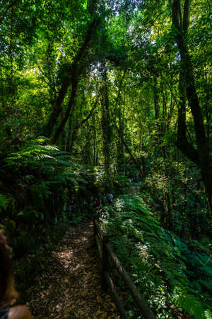 Beautiful nature on the trek, on the path next to ferns, in the Cubo de la Galga natural park on the northeast coast of the island of La Palma, Canary Islands. Spainの写真素材