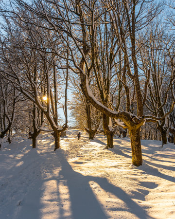 Walking towards the Oianleku natural park at sunrise, snowy beech forest in the town of Oiartzun in PeÃ±as de Aya, Gipuzkoa. Basque Countryの写真素材