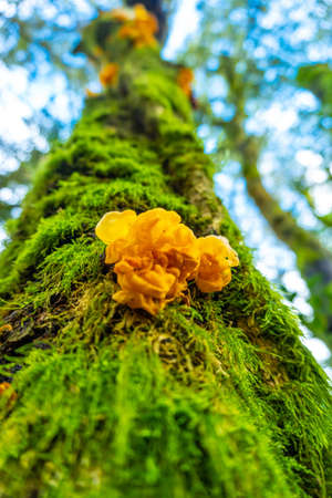 Precious fauna in the forests of Mount Arno in the municipality of Mutriku in Gipuzkoa. Basque Country, Spainの写真素材