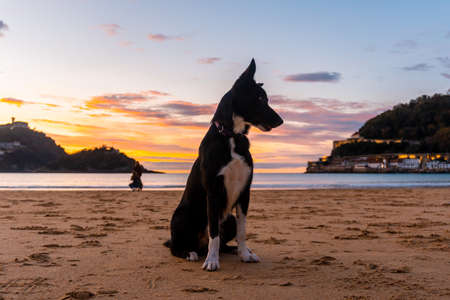 A black dog in the orange sunset on the beautiful beach of La Concha in the city of San Sebastian, in the province of Gipuzkoa in the Basque Countryの写真素材