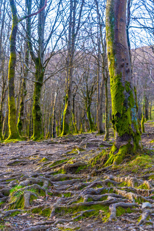 Beautiful trees on the rise of the mountain of Aiako Harria or PeÃ±as de Aya, GuipÃºzcoa. Basque...
