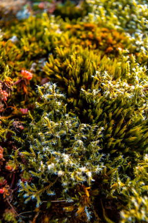 Macro photography of colorful rock moss in the Aiako Harria or PeÃ±as de Aya mountain in the town of Oiartzun, GuipÃºzcoa. Basque Countryの写真素材