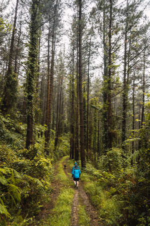 Two hikers in raincoats walking through a forest in the rain. Spring on the road from Ispaster to Lekeitio, landscapes of Bizkaia. Basque Countryの写真素材