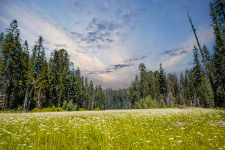 A green field with many sequoias in the background in Sequoia National Park on sunset, California. United Statesの写真素材
