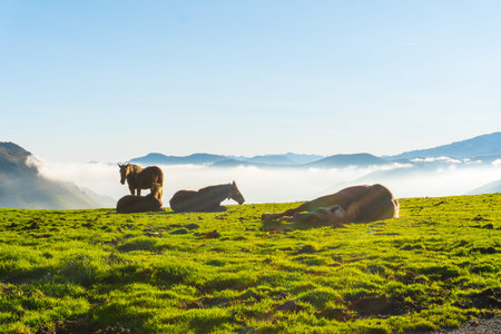 Free horses resting at sunrise on top of Mount Larrau. In the forest or jungle of Irati, Pyrenees-Atlantiques of Franceの写真素材