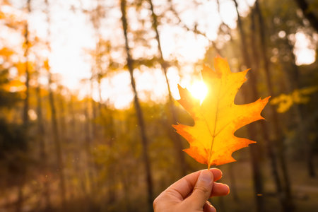 Sunset in an autumn afternoon of a man's hand with a brown leaf, autumn scenery