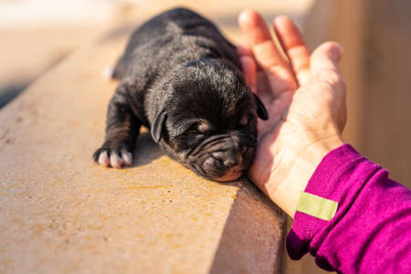 A German Shepherd Dog puppy with only one day of life being caressed by the hand of a young girlの写真素材