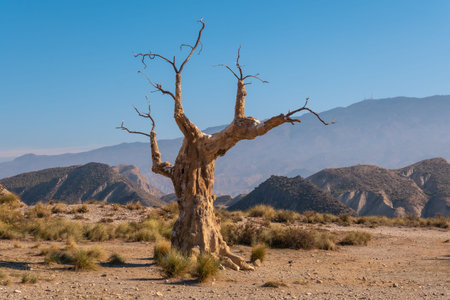Tree of Misfortune near the Tabernas desert canyon, AlmerÃ­a province, Andalusia. On a trek in the...