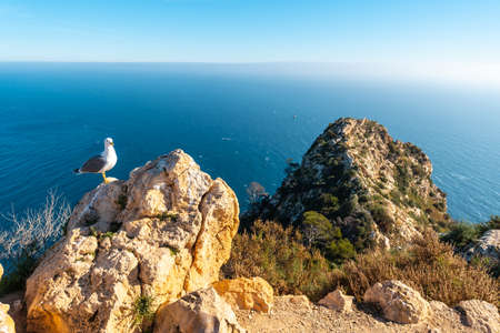 Seagulls at the Mirador de Carabineros in the Penon de Ifach Natural Park in the city of Calpe, Valencia, Valencian Community. Spain. Mediterranean sea.の写真素材