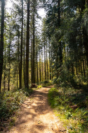 Path of the forest of ascent to Mount Andatza in the town of Usurbil, Gipuzkoa. basque countryの写真素材