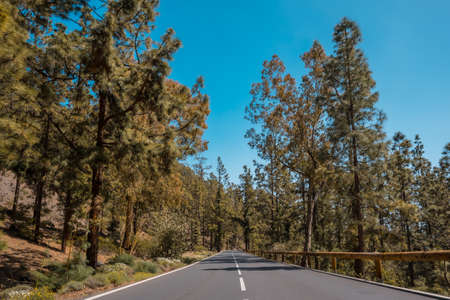 Forest road on the way up to the Teide Natural Park in Tenerife, Canary Islandsの写真素材