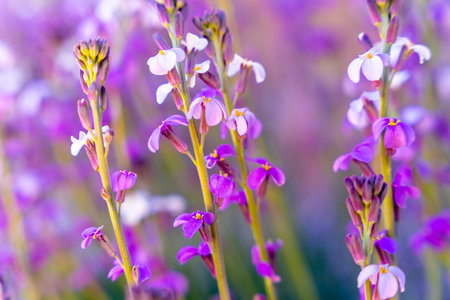Purple mountain flowers at the top in the Roques de Gracia and the Roque Cinchado in the Teide natural of Tenerife, Canary Islandsの写真素材