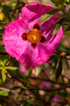 Eriostemon myoporoides from Australia, pink flowers in Iturraran Natural Park, Basque Countryの写真素材