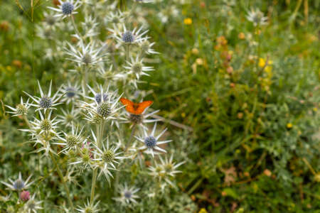 Mountain flowers in the Ripera valley in the town of Panticosa in the Pyrenees. Huescaの写真素材