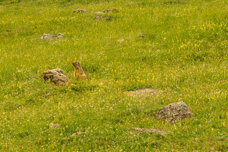 Marmots in the corner of the green near Salto de Tendenera in the Ripera valley, Pyreneesの写真素材
