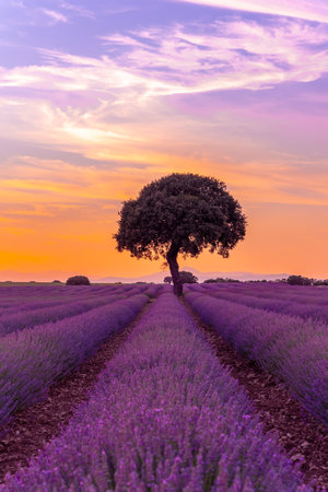 Lavender fields at sunset, Brihuega. Guadalajara, Spain. With a tree in the backgroundの写真素材