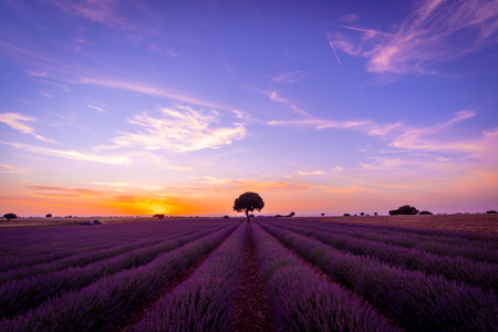 Sunset in a lavender field with blooming flowers, natural landscape, Brihuega. Guadalajara, Spain.の写真素材
