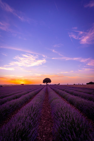 Sunset in a lavender field with blooming flowers, natural landscape, Brihuega. Guadalajara, Spain.の写真素材