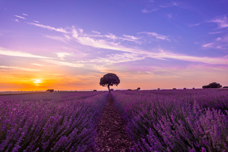 Lavender field at sunset with purple flowers, Brihuega. Guadalajara, Spainの写真素材