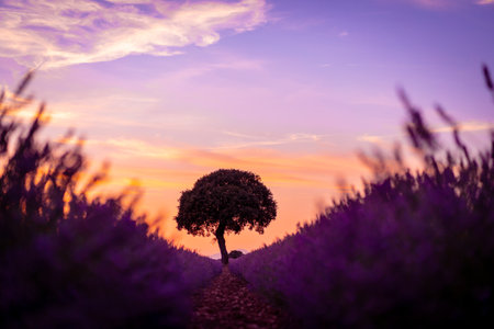 Sunset in a lavender field, natural landscape, purple flowers, Brihuega. Guadalajara, Spain.の写真素材