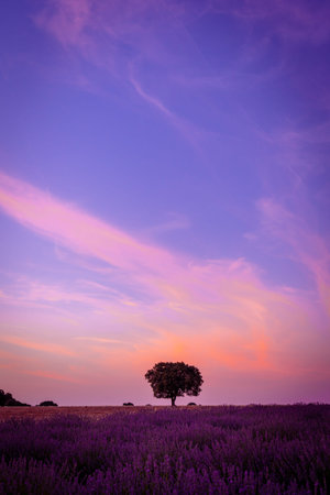 Beautiful sunset in a lavender field in summer, natural landscape, Brihuega. Guadalajara, Spain. vertical pictureの写真素材