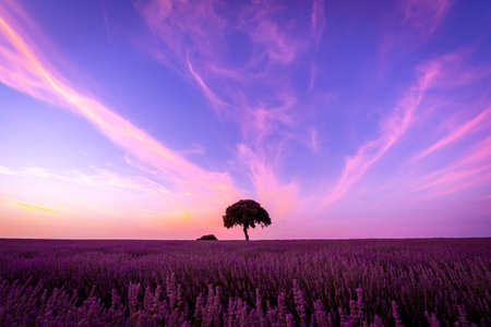 Silhouette of a tree at sunset in a lavender field, natural landscape, Brihuega. Guadalajaraの写真素材