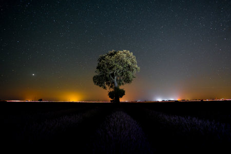 Milky Way in a summer lavender field with a starry sky, Brihuega. Guadalajaraの写真素材