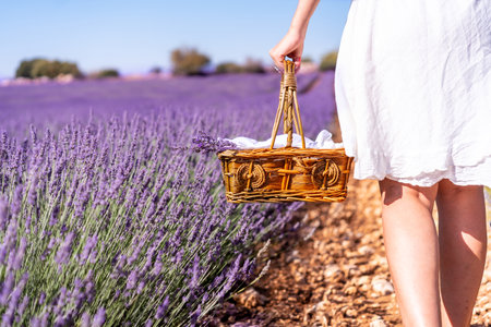 Lifestyle, hands of a woman in a summer lavender field picking flowersの写真素材