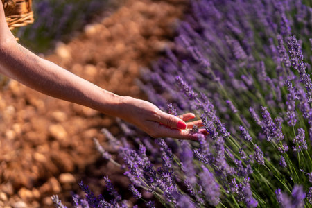 Hand of a woman picking lavender in a lavender field with purple flowers, lifestyleの写真素材