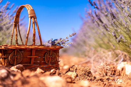 A basket to collect purple lavender flowers in a lavender field, lifestyle, resting on the groundの写真素材